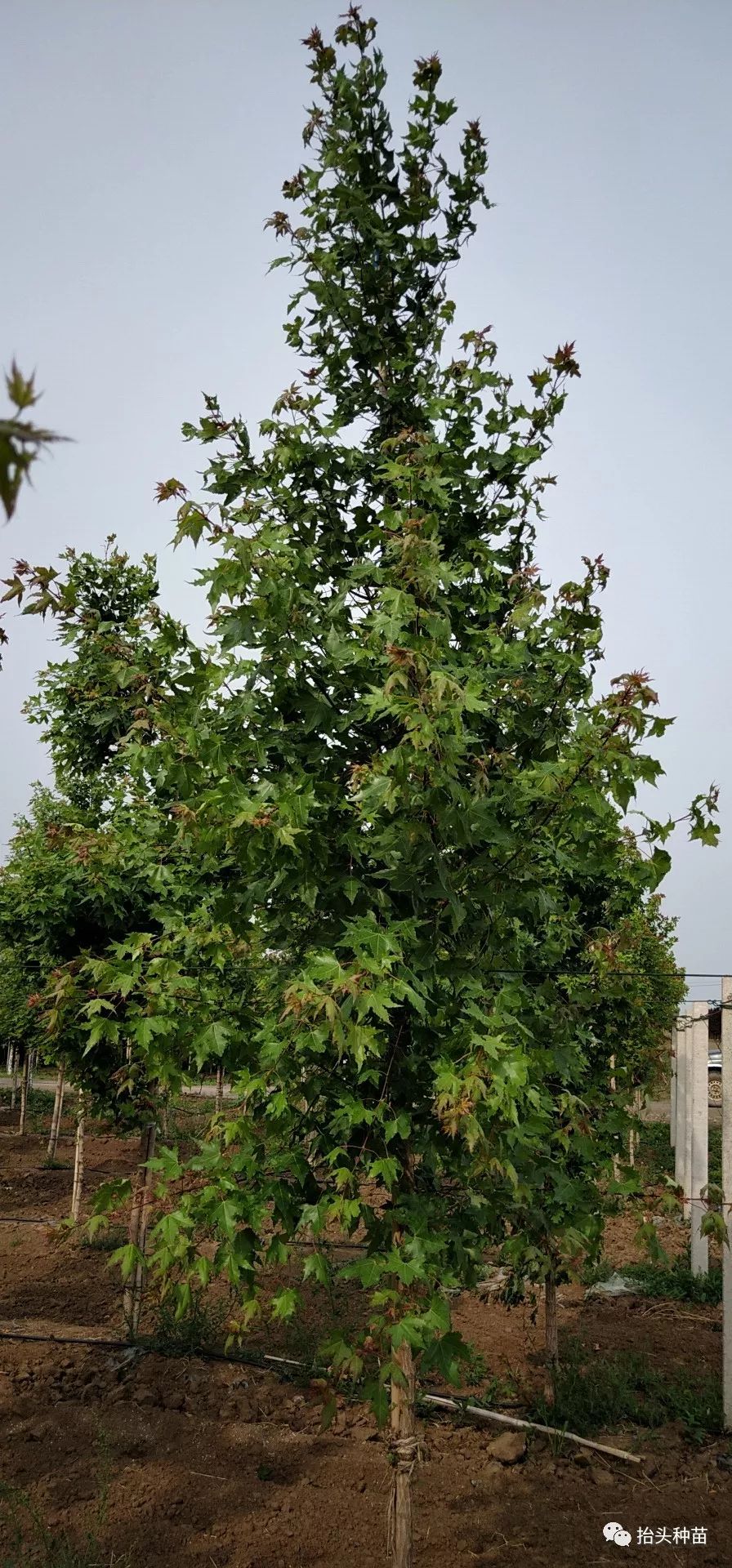 如何种植根达菜_根达菜籽种植技术_种植根达菜籽技术视频