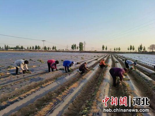 致富素材种植图片_种植致富素材_致富种植视频全集