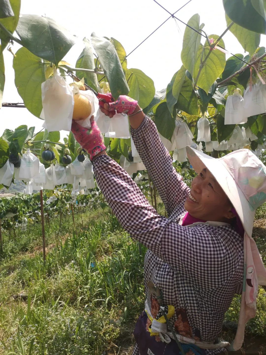 致富种植果基地在哪里_致富种植果基地怎么样_致富果种植基地