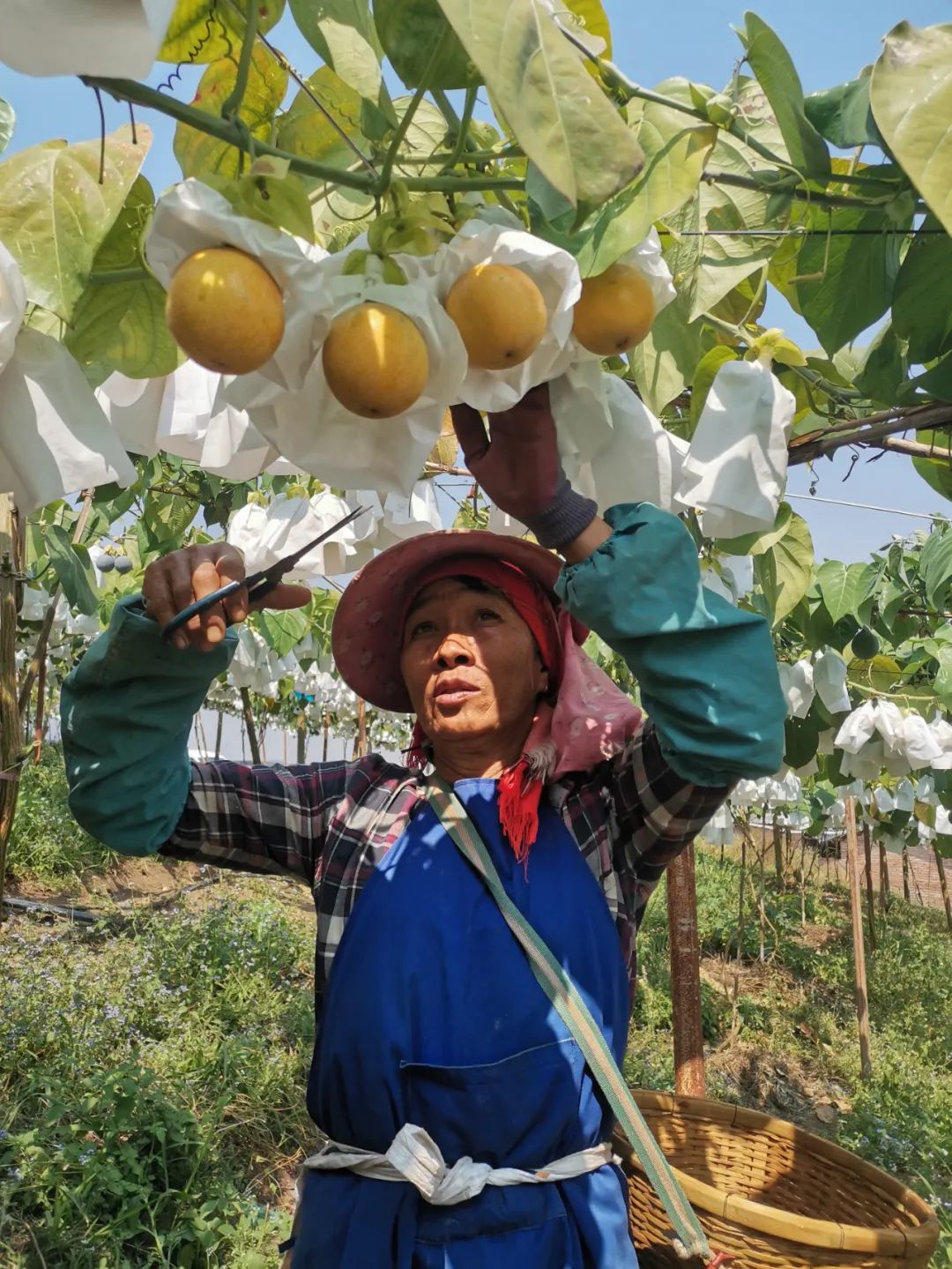 致富种植果基地在哪里_致富种植果基地怎么样_致富果种植基地