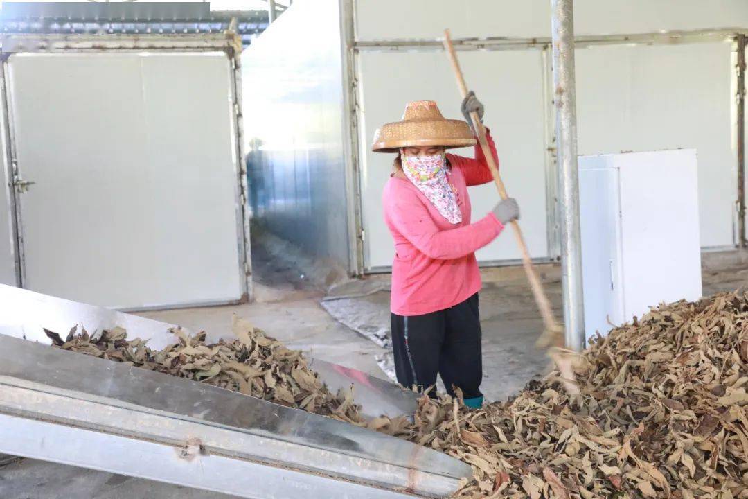 海南养殖致富新闻_海南养殖大户_海南种草养牛新闻视频