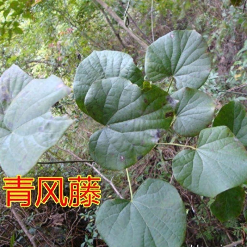 种植致富素材_致富种植视频全集_种植致富故事