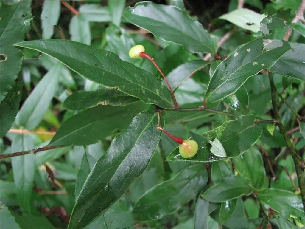 致富种植视频全集_种植致富素材_种植致富故事