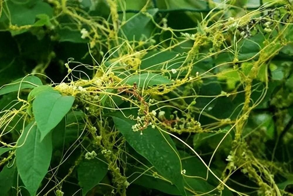 农场常见植物-菟丝子的种植和食用方法