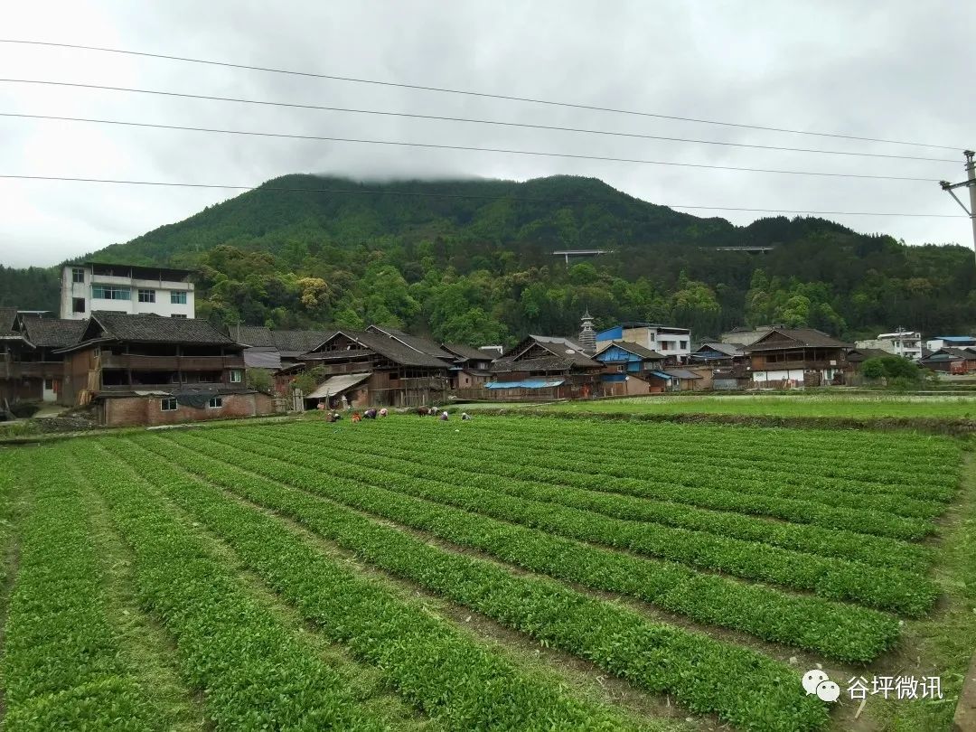 谷子种植致富之路_致富经农村种植_致富经种植水稻