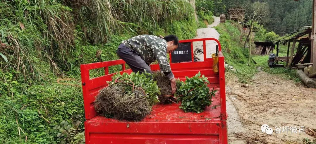 致富经种植水稻_谷子种植致富之路_致富经农村种植