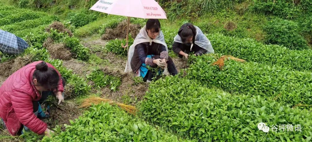 致富经农村种植_致富经种植水稻_谷子种植致富之路