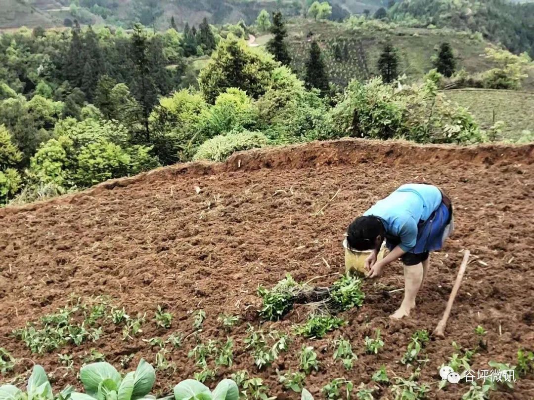 致富经农村种植_致富经种植水稻_谷子种植致富之路