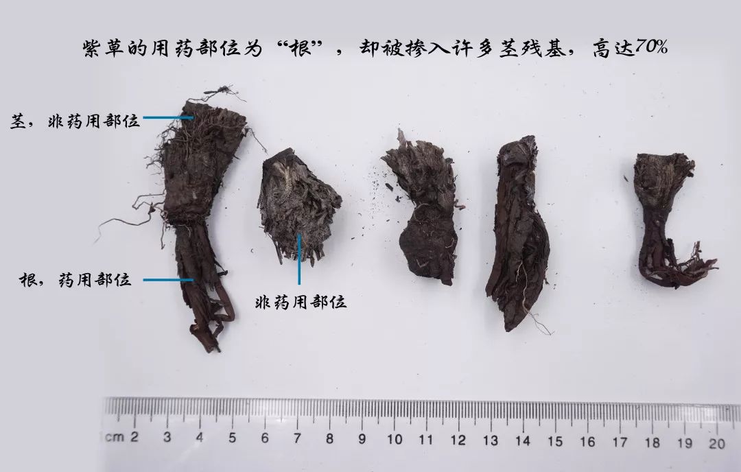 紫草的种植方法_种植图片紫草技术视频_种植紫草技术及图片