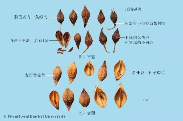 种植紫草技术及图片_紫草的种植方法_种植图片紫草技术视频