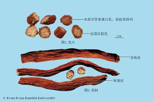 紫草的种植方法_种植图片紫草技术视频_种植紫草技术及图片