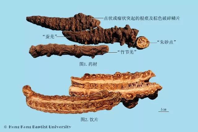 种植图片紫草技术视频_紫草的种植方法_种植紫草技术及图片