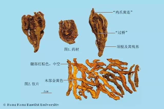 紫草的种植方法_种植紫草技术及图片_种植图片紫草技术视频