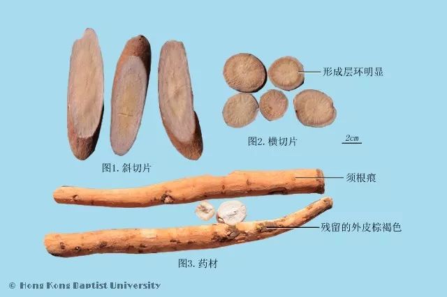 种植紫草技术及图片_紫草的种植方法_种植图片紫草技术视频