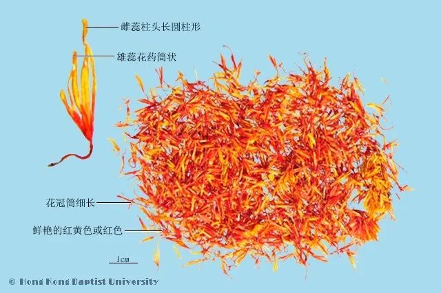 种植图片紫草技术视频_紫草的种植方法_种植紫草技术及图片