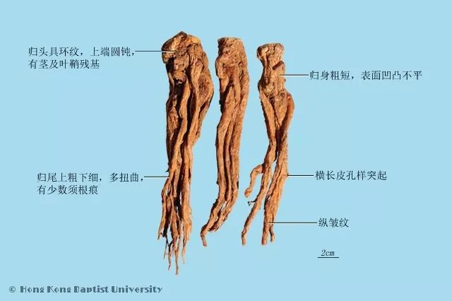 种植图片紫草技术视频_种植紫草技术及图片_紫草的种植方法