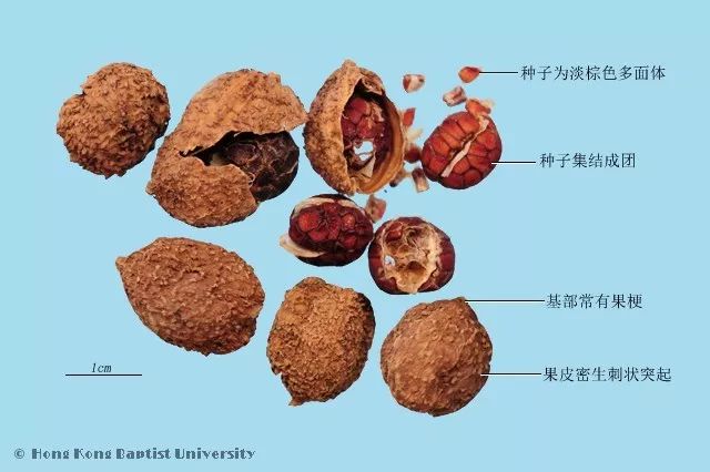 紫草的种植方法_种植紫草技术及图片_种植图片紫草技术视频