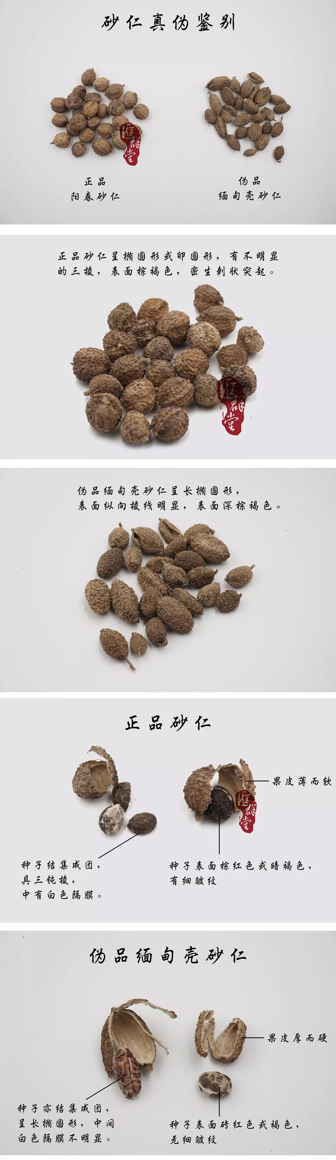 紫草的种植方法_种植图片紫草技术视频_种植紫草技术及图片