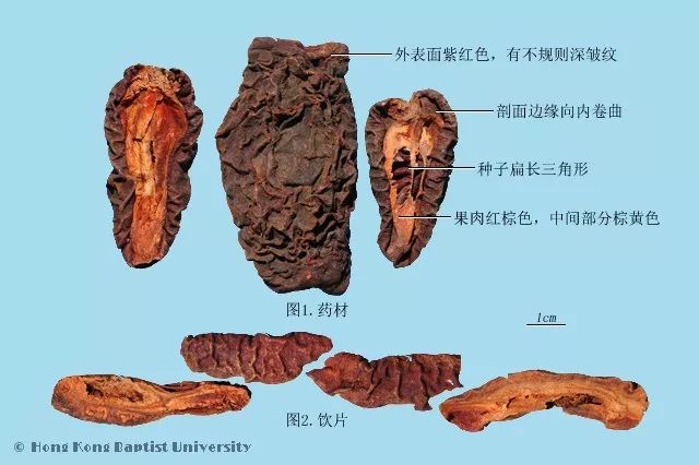 种植图片紫草技术视频_种植紫草技术及图片_紫草的种植方法