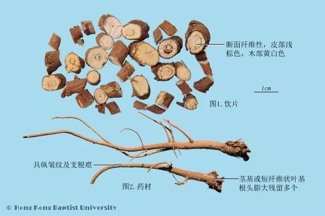 种植图片紫草技术视频_紫草的种植方法_种植紫草技术及图片