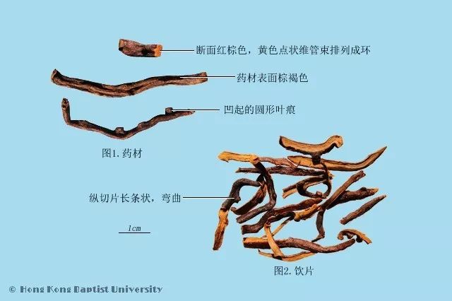 种植紫草技术及图片_紫草的种植方法_种植图片紫草技术视频