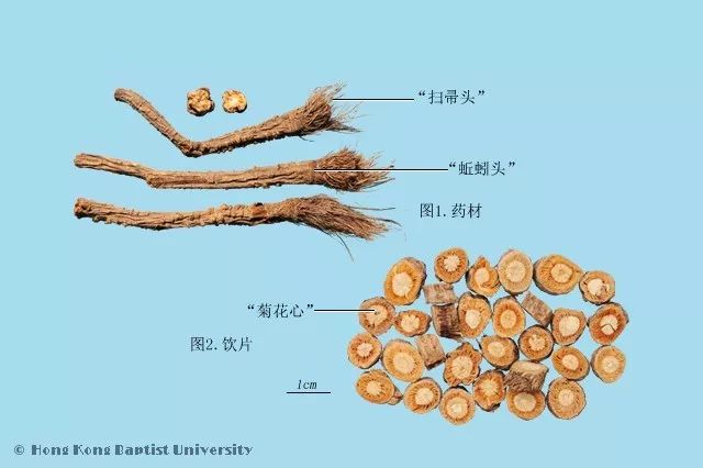 种植紫草技术及图片_种植图片紫草技术视频_紫草的种植方法