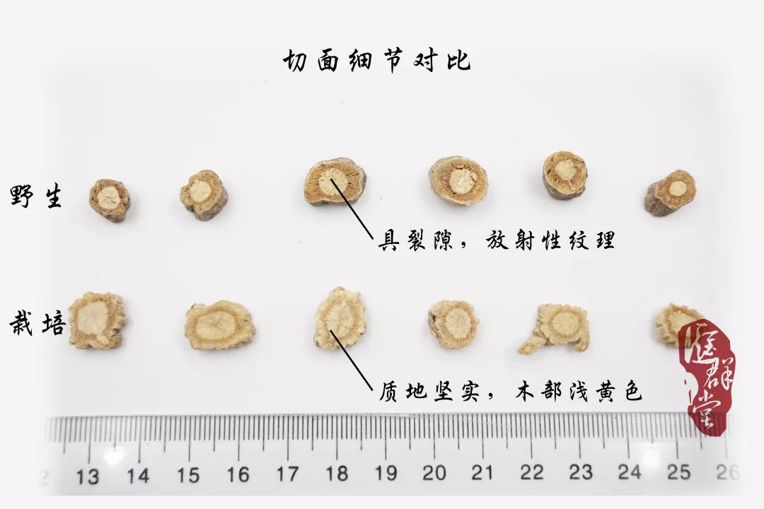 种植图片紫草技术视频_紫草的种植方法_种植紫草技术及图片