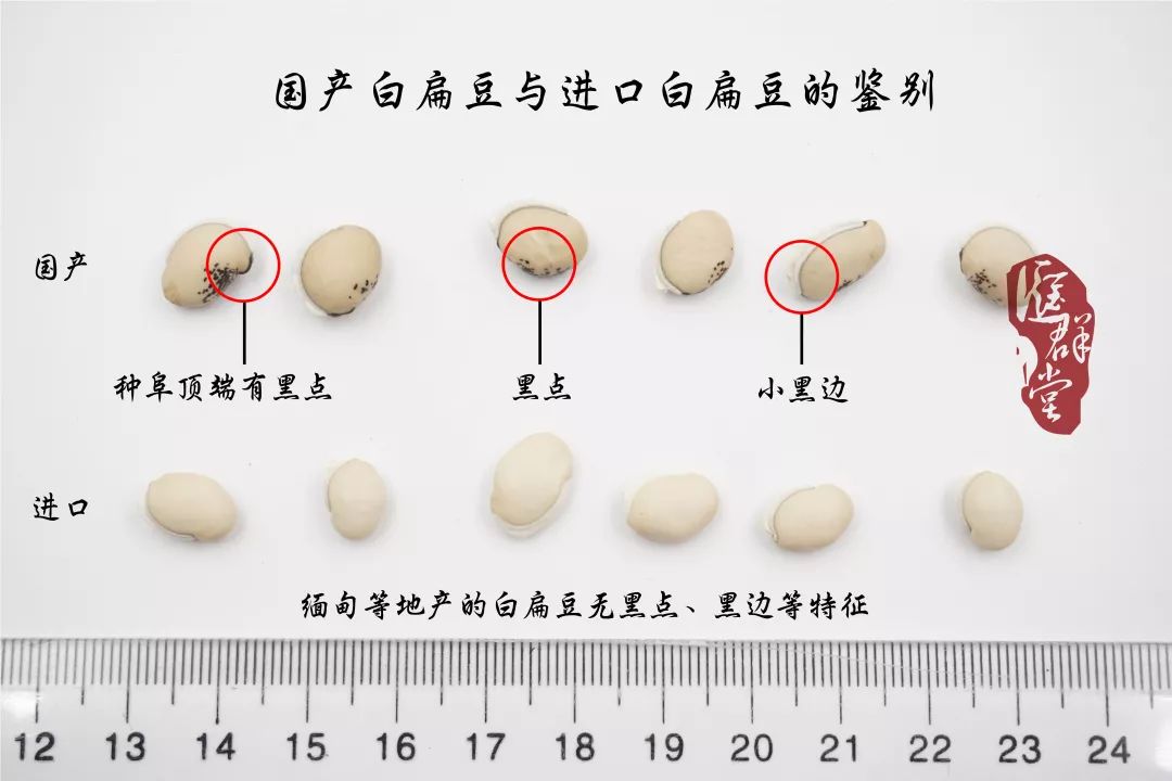 种植图片紫草技术视频_种植紫草技术及图片_紫草的种植方法