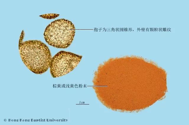 紫草的种植方法_种植紫草技术及图片_种植图片紫草技术视频