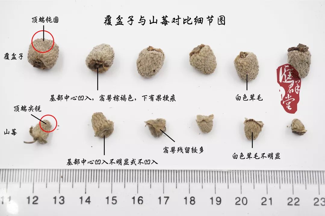 紫草的种植方法_种植紫草技术及图片_种植图片紫草技术视频