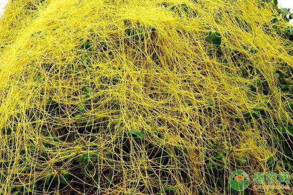 菟丝子有哪些功效作用？菟丝子鉴别方法及种植技术