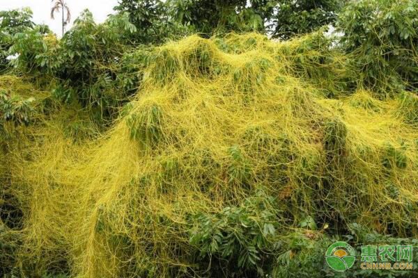 菟丝子有哪些功效作用？菟丝子鉴别方法及种植技术