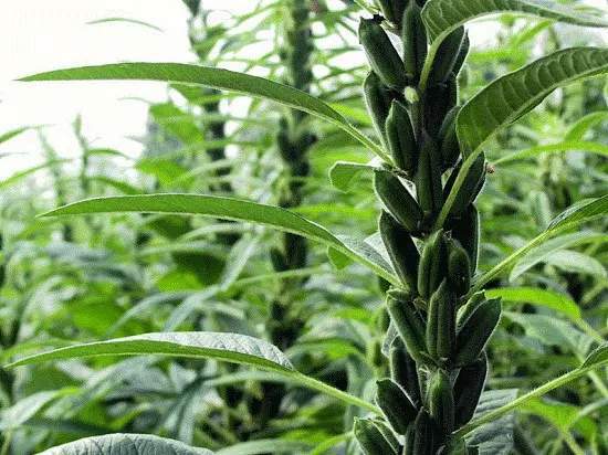 河南白芝麻种植技术_河南芝麻种植面积_河南芝麻种植基地