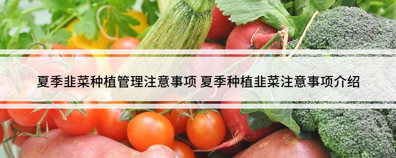 韭菜夏季怎么种植技术_韭菜夏季种植技术要点_夏季种韭菜几天发芽