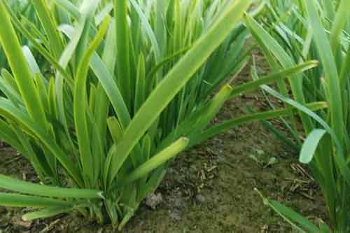 夏季韭菜软化高产和优质栽培技术