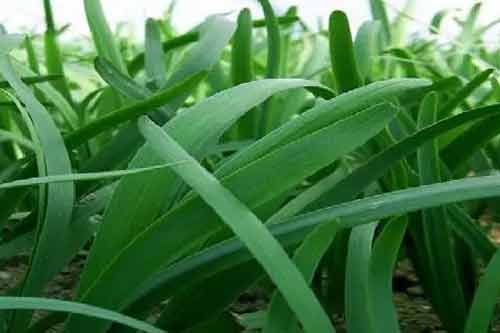 夏季韭菜软化高产和优质栽培技术