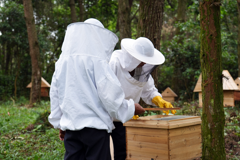 蜂蜜养殖致富吗_致富蜂蜜养殖方法_蜂蜜养殖户