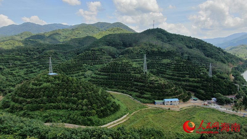 五指山毛道乡：畅想“水果富农”的多种可能