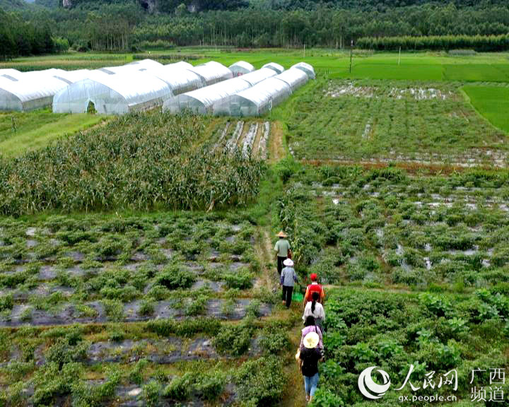 种植致富路视频_种植致富案例_农村种植致富好项目视频