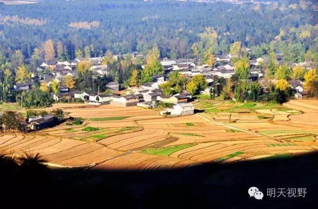 红枫种植_红枫种植致富_种植红枫树前景怎么样