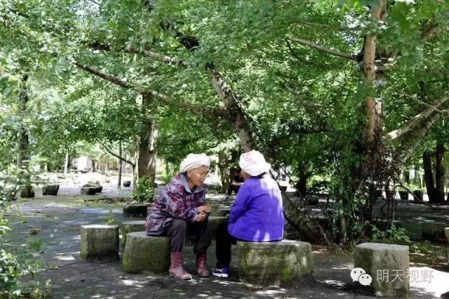 种植红枫树前景怎么样_红枫种植致富_红枫种植