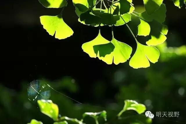 种植红枫树前景怎么样_红枫种植_红枫种植致富