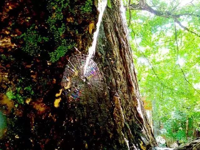 红枫种植_红枫种植致富_种植红枫树前景怎么样