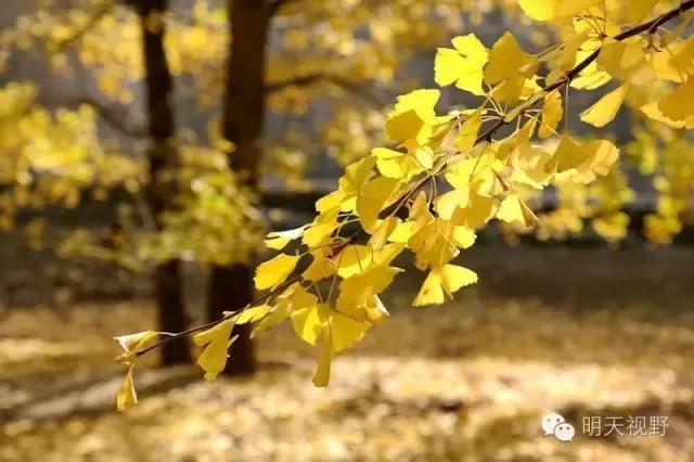 红枫种植致富_种植红枫树前景怎么样_红枫种植