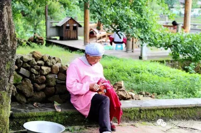 种植红枫树前景怎么样_红枫种植致富_红枫种植