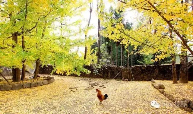 红枫种植_红枫种植致富_种植红枫树前景怎么样