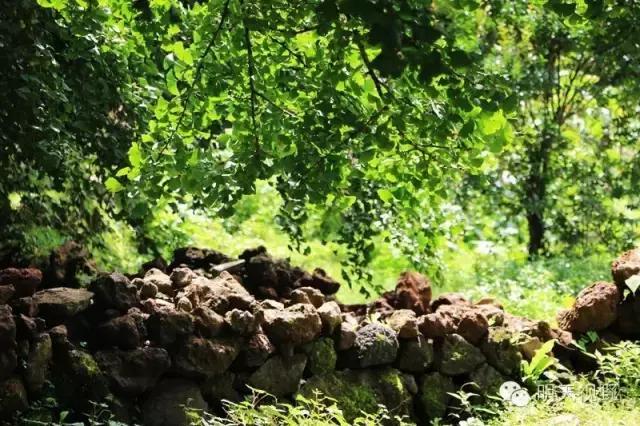 种植红枫树前景怎么样_红枫种植致富_红枫种植