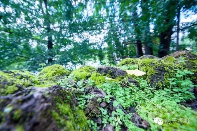 种植红枫树前景怎么样_红枫种植_红枫种植致富