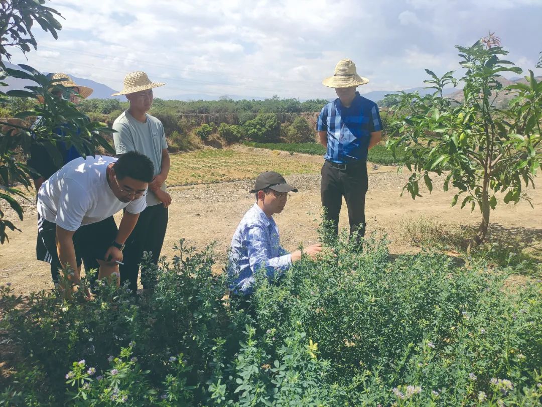 木薯蚕养殖技术_蚕养殖技术蚕养殖视频教程_木薯蚕虫