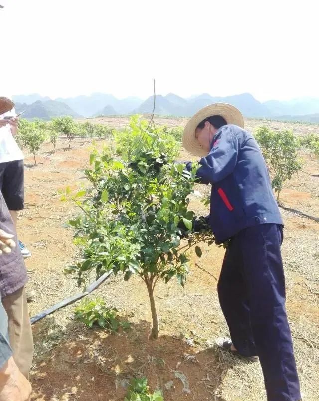 知了如何种植_知了种植技术大全_知了的种植方法图解